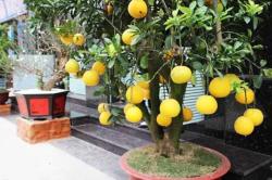 Trồng cây Bưởi trước hay sau nhà và Ý nghĩa phong thuỷ của nó 1 trong cay buoi truoc nha co tot khong 1 2023 11 09 1