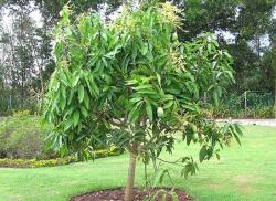 trong cay xoai truoc nha 2023 11 09 1