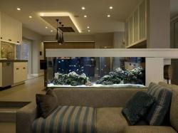 vi tri dat be ca trong nha khong tot suc khoe 2023 11 29 1