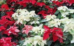 Tìm hiểu ý nghĩa của những loài hoa tượng trưng cho 12 tháng sinh 1 y nghia cua nhung loai hoa tuong trung cho 12 thang sinh 2023 11 21 1