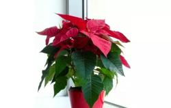 Cây Trạng Nguyên: Biểu Tượng May Mắn Và Tài Lộc Trong Phong Thủy 1 cay trang nguyen hop tuoi nao 2023 12 03 1