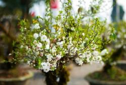 tim hieu ve hoa nhat chi mai 2023 11 29 1