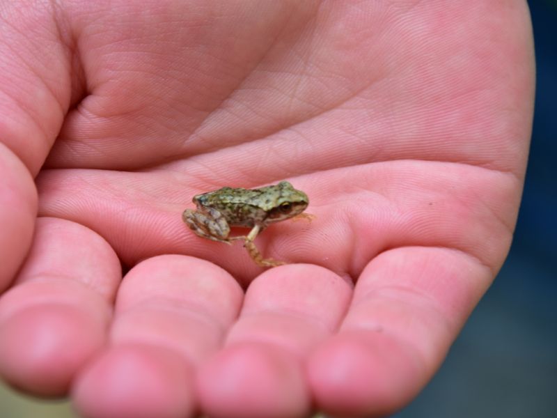 591c3937-my-s-1 ếch nhỏ trong lòng bàn tay