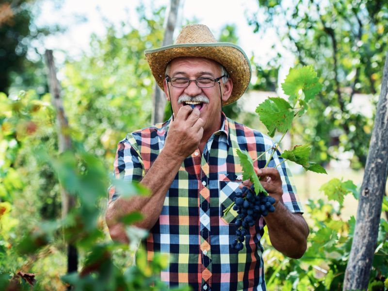 8ad86eb0-bobex73-1 người đàn ông hái và ăn nho