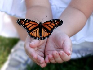 bướm lớn đậu lên tay người