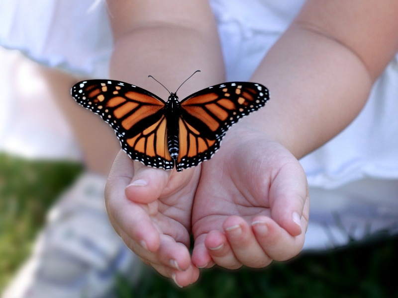 bướm lớn đậu lên tay người