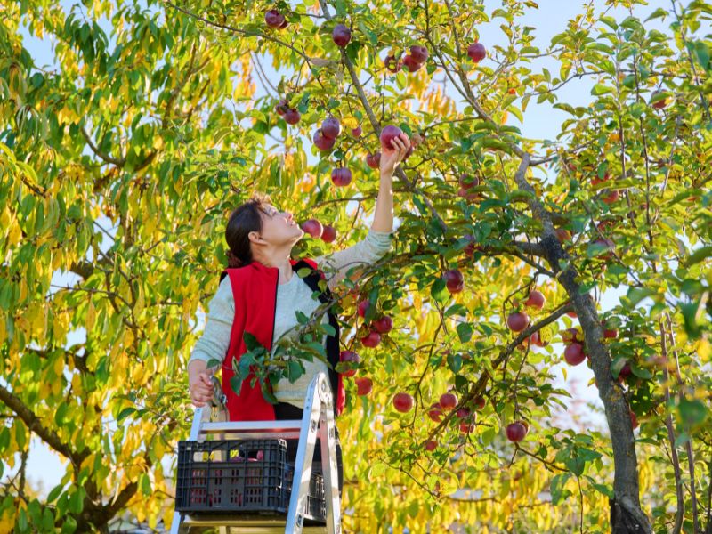 cc522f7e-valerii-honcharuk người phụ nữ hái táo