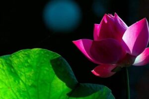 62d0005a0913e04db902