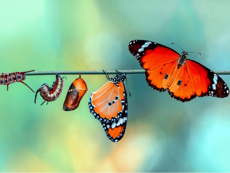 con bướm phá kén