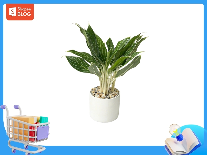 Cây Bạch Mã Hoàng Tử