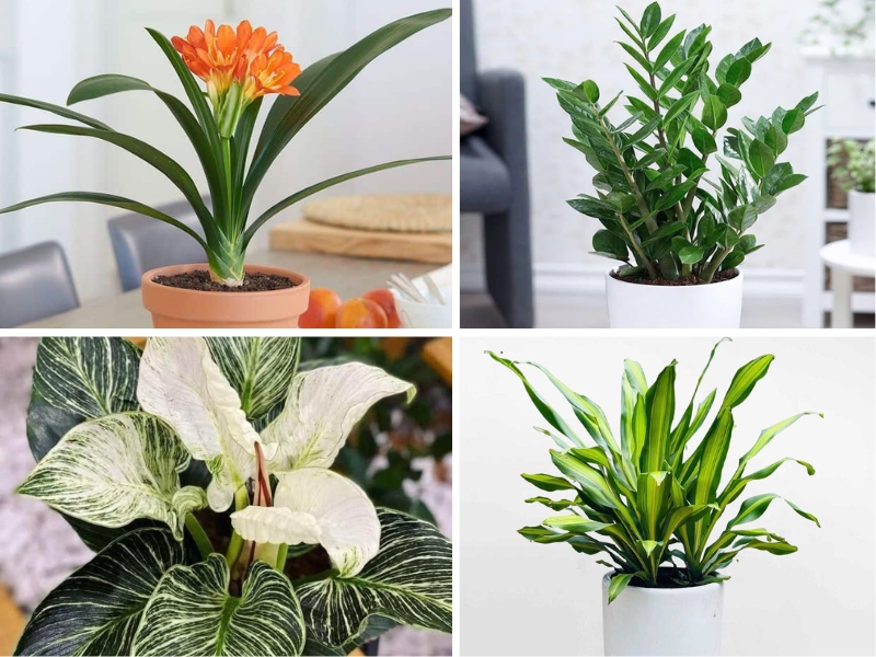 cây lan quân tử, kim tiền, phát tài, trầu bà đế vương.