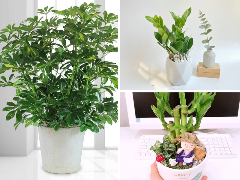 Các cây kim tiền, phát tài, ngũ gia bì