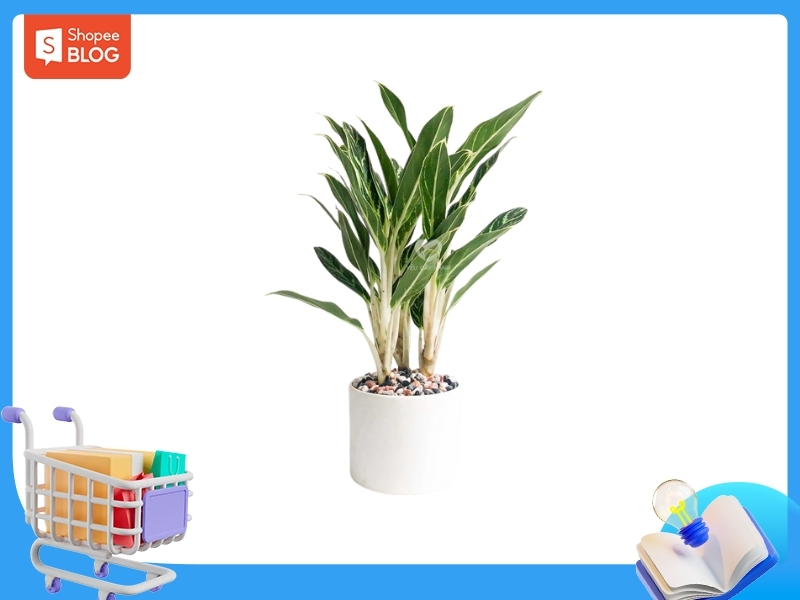 Cây Bạch Mã Hoàng Tử