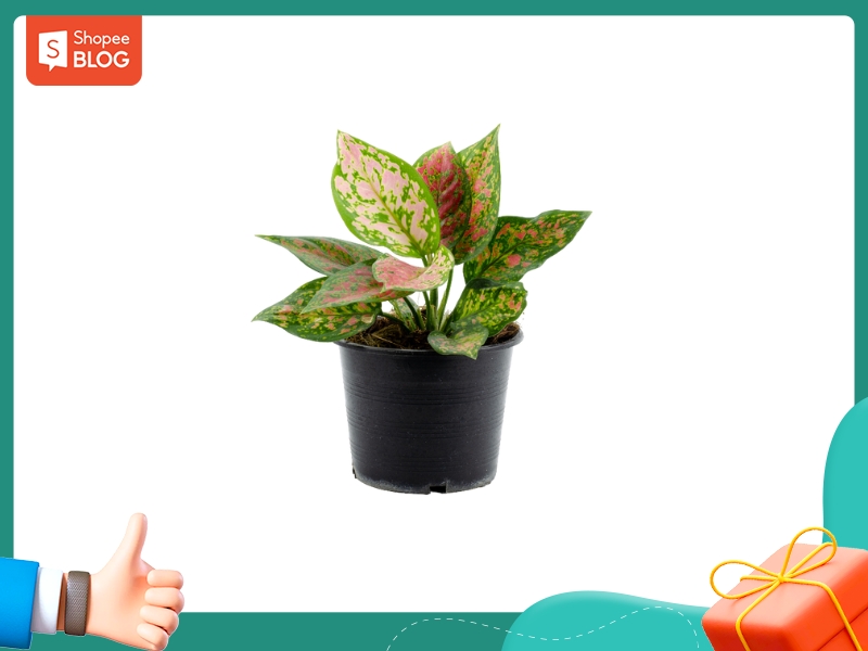 Cây hợp với nam 1998