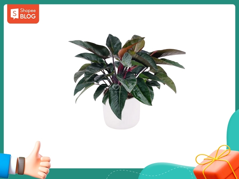 Nam 1992 hợp cây trầu bà đế vương