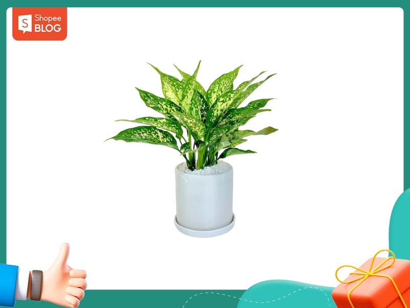 Nam 1993 hợp cây mang năng lượng Kim như Lan ý