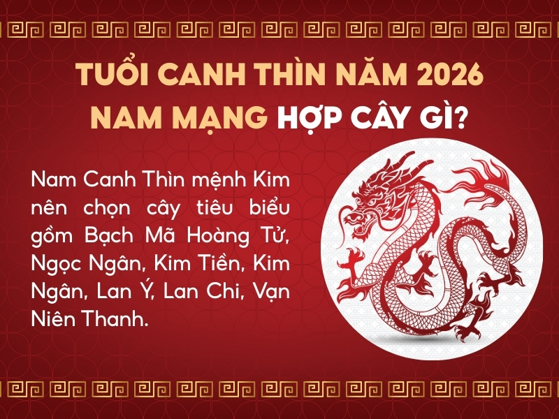 Tuổi Canh Thìn năm 2026 nam mạng hợp cây gì?