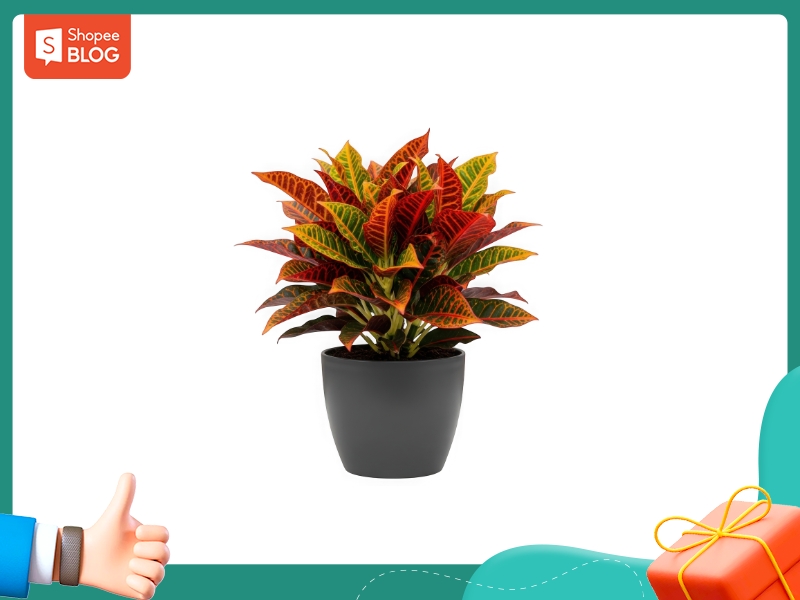 Cây hợp với nữ 1991