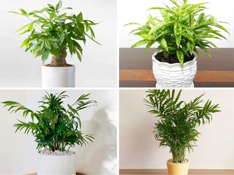 cây  kim ngân, trúc nhật, cau tiểu trâm, cây phát tài.