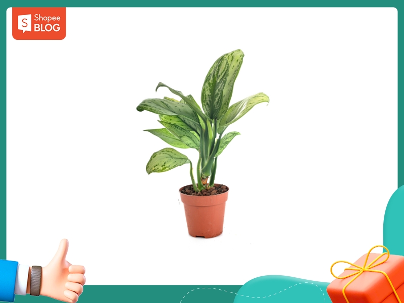 Cây hợp với nam 1997