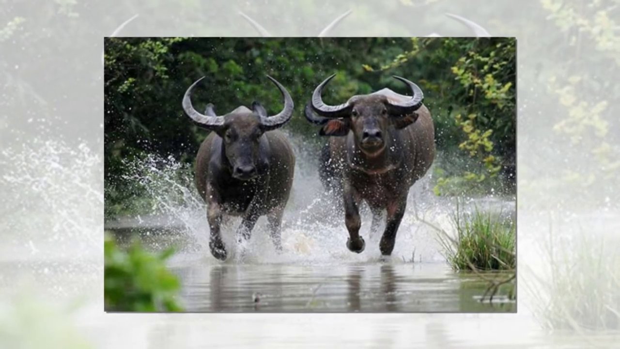 Hình ảnh con trâu - biểu tượng thân thuộc của làng quê Việt Nam thường xuất hiện trong giấc mơ.