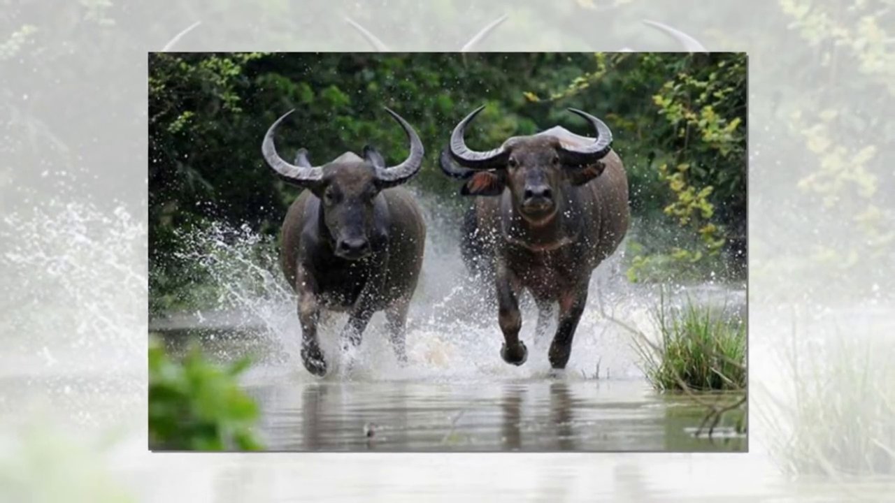 Giấc mơ thấy hai con trâu húc nhau thường là điềm báo về những mâu thuẫn, tranh chấp.