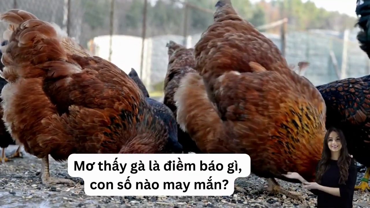 Hình ảnh chú gà trống oai vệ gáy vang báo hiệu một ngày mới, thường mang điềm báo tốt về tài lộc.